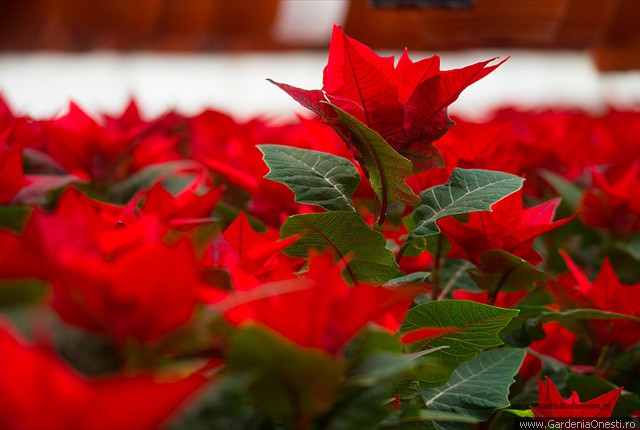 Sera Gardenia Onesti 002