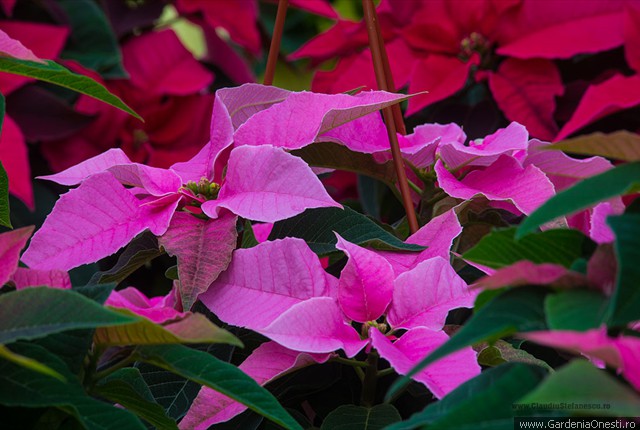Sera Gardenia Onesti 015