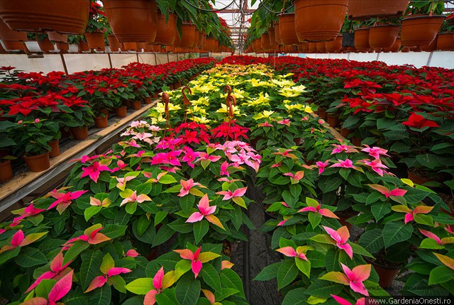 Sera Gardenia Onesti 025