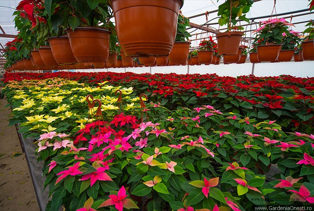 Sera Gardenia Onesti 027