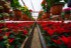 Sera Gardenia Onesti 000