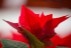 Sera Gardenia Onesti 003