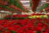 Sera Gardenia Onesti 012