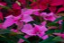 Sera Gardenia Onesti 015