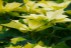 Sera Gardenia Onesti 017