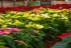 Sera Gardenia Onesti 020
