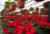 Sera Gardenia Onesti 023