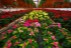 Sera Gardenia Onesti 025
